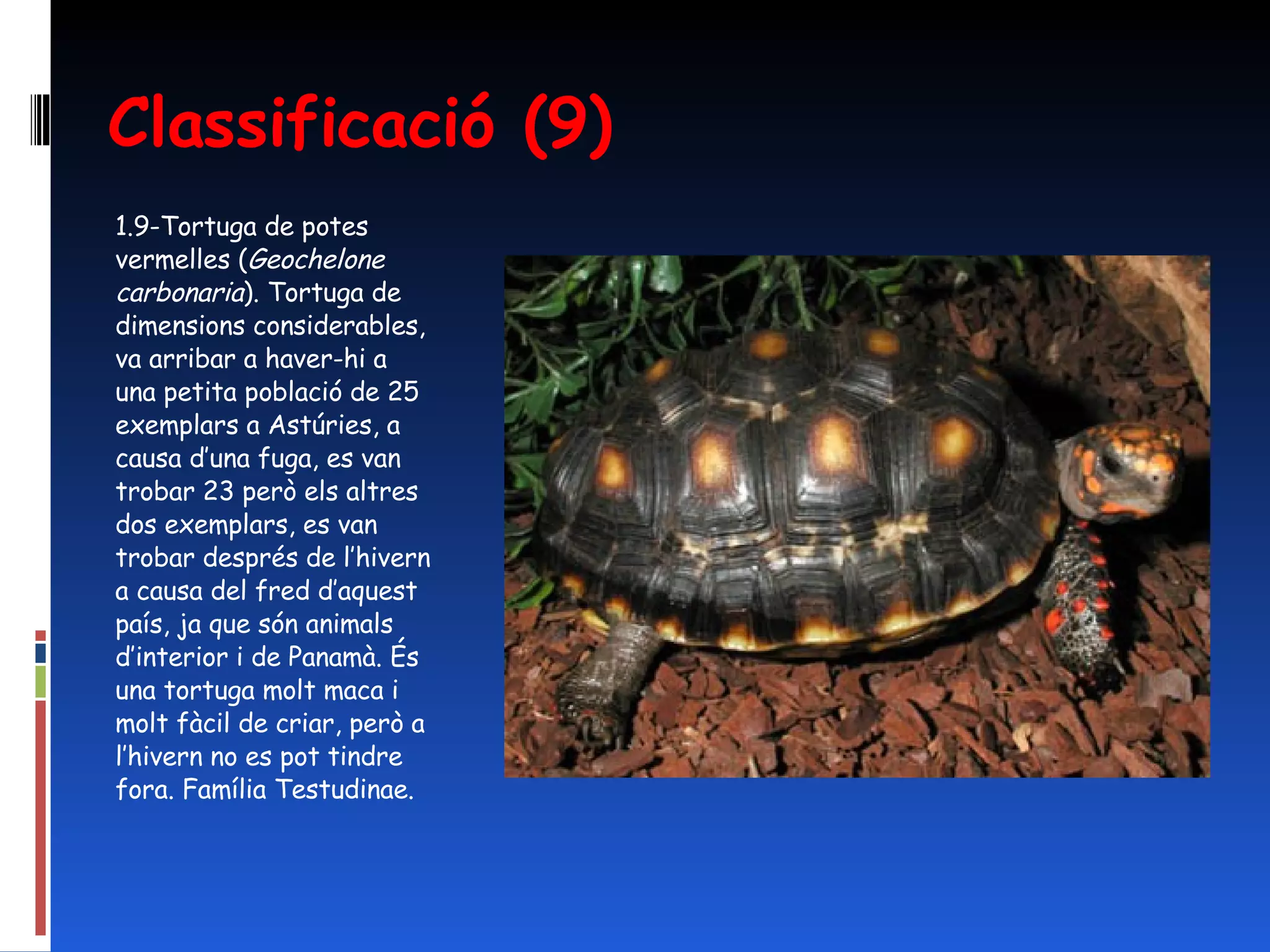 Classificació (9) 1.9-Tortuga de potes vermelles ( Geochelone carbonaria ). Tortuga de dimensions considerables, va arribar a haver-hi a una petita població de 25 exemplars a Astúries, a causa d’una fuga, es van trobar 23 però els altres dos exemplars, es van trobar després de l’hivern a causa del fred d’aquest país, ja que són animals d’interior i de Panamà. És  una tortuga molt maca i molt fàcil de criar, però a l’hivern no es pot tindre fora. Família Testudinae. 