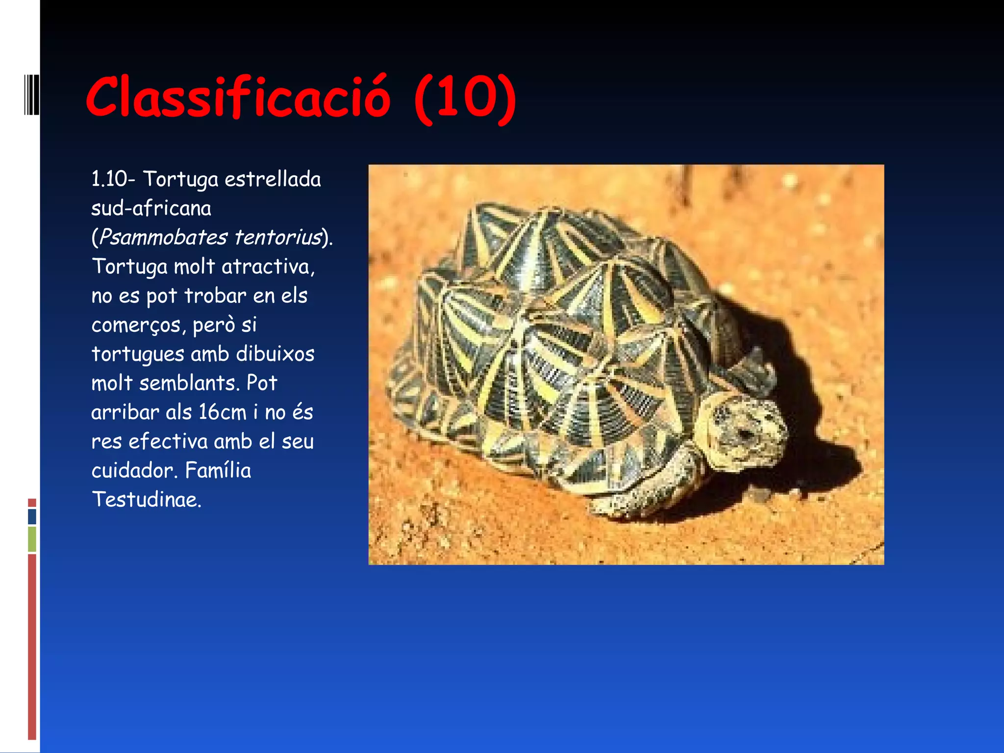 Classificació (10) 1.10- Tortuga estrellada sud-africana ( Psammobates tentorius ). Tortuga molt atractiva, no es pot trobar en els comerços, però si tortugues amb dibuixos molt semblants. Pot arribar als 16cm i no és res efectiva amb el seu cuidador. Família Testudinae. 