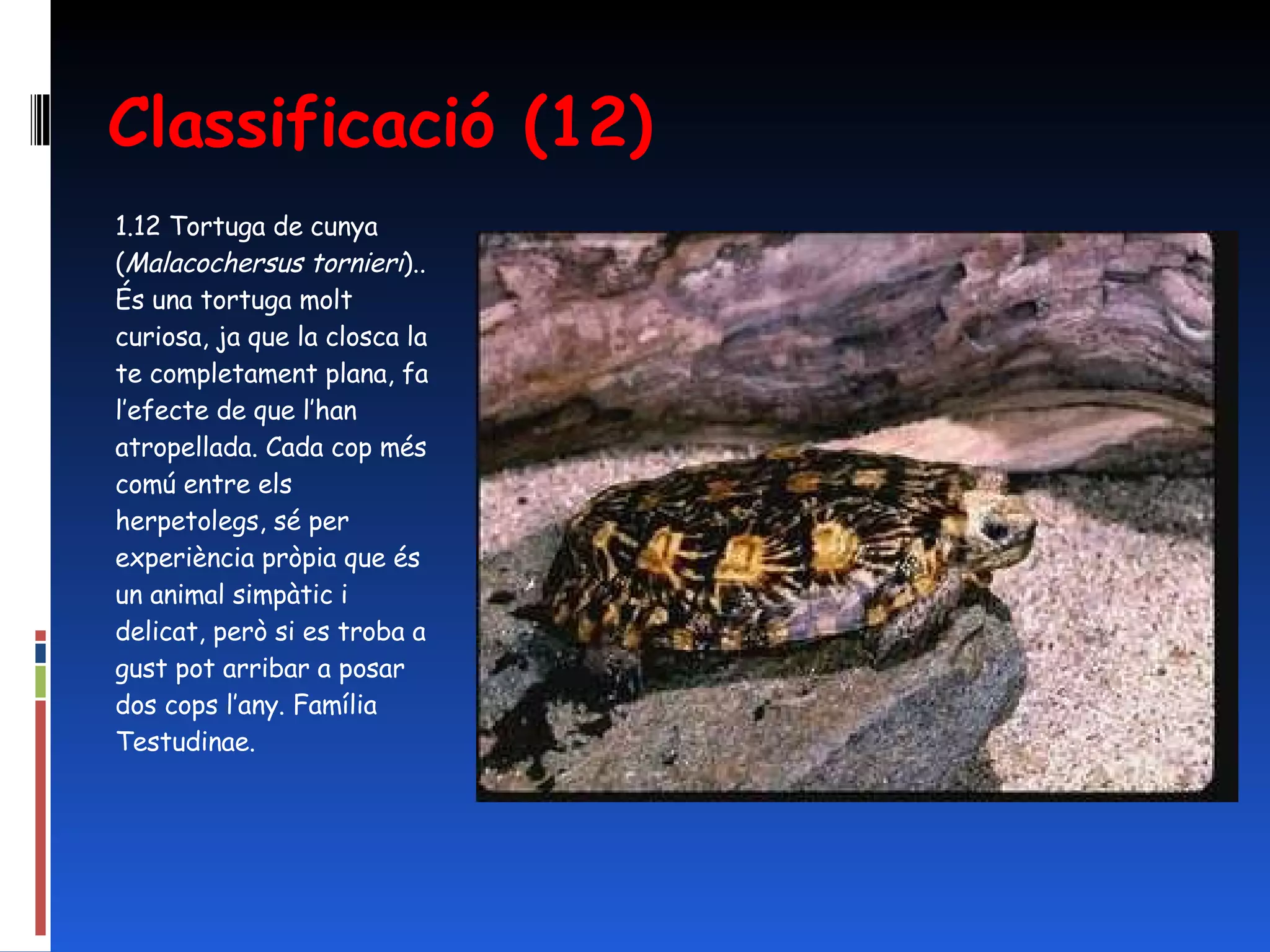 Classificació (12) 1.12 Tortuga de cunya ( Malacochersus tornieri ).. És una tortuga molt curiosa, ja que la closca la te completament plana, fa l’efecte de que l’han atropellada. Cada cop més comú entre els herpetolegs, sé per experiència pròpia que és un animal simpàtic i delicat, però si es troba a gust pot arribar a posar dos cops l’any. Família Testudinae. 
