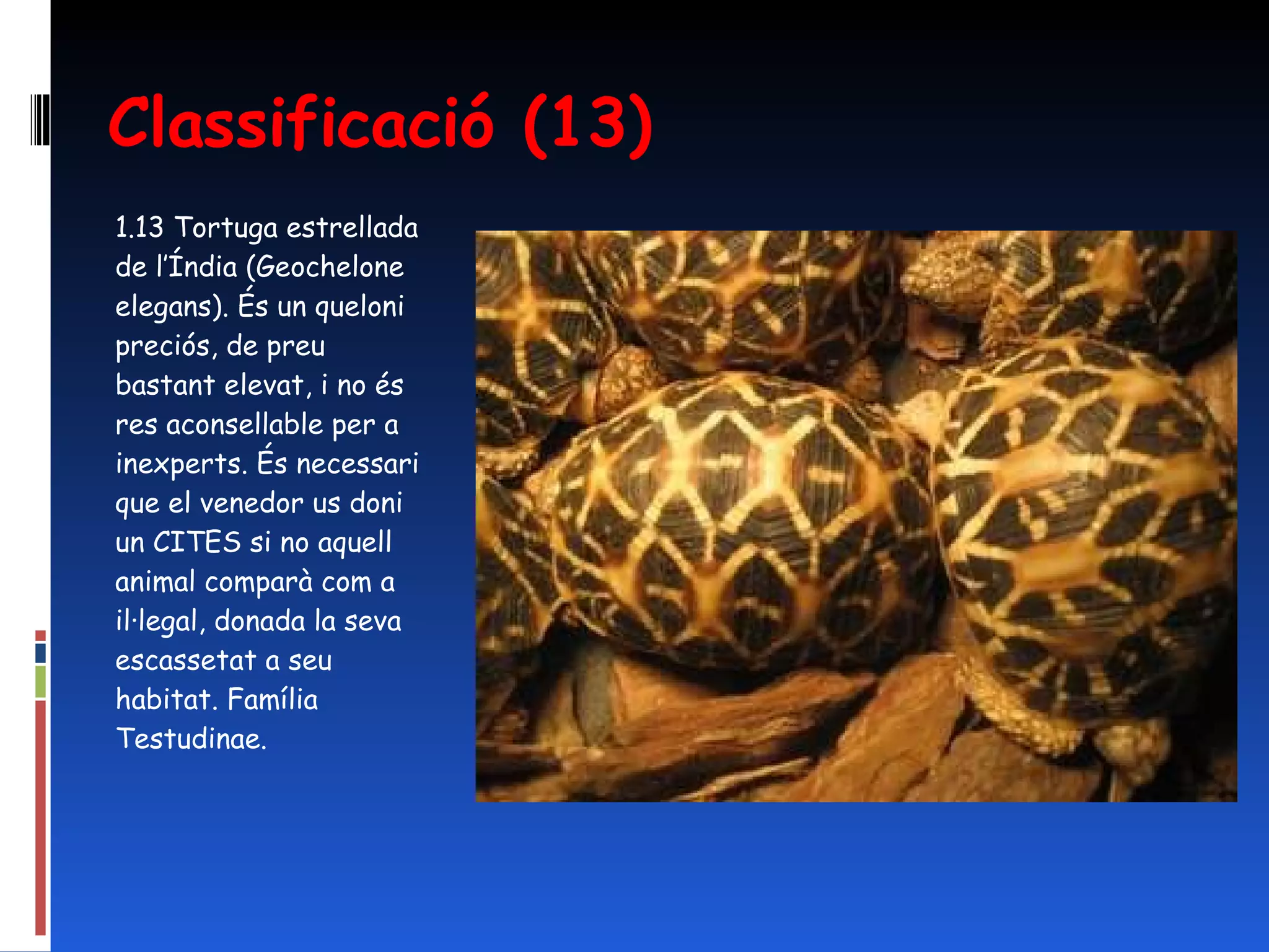 Classificació (13) 1.13 Tortuga estrellada de l’Índia (Geochelone elegans). És un queloni preciós, de preu bastant elevat, i no és res aconsellable per a inexperts. És necessari que el venedor us doni un CITES si no aquell animal comparà com a il·legal, donada la seva escassetat a seu habitat. Família Testudinae.   