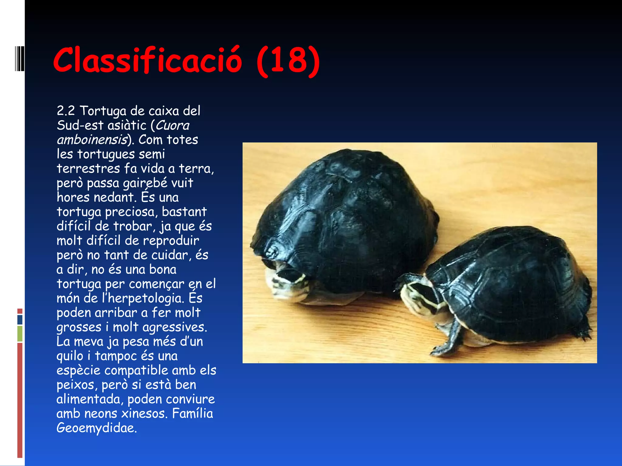 Classificació (18) 2.2 Tortuga de caixa del Sud-est asiàtic ( Cuora amboinensis ). Com totes les tortugues semi terrestres fa vida a terra, però passa gairebé vuit hores nedant. És una tortuga preciosa, bastant difícil de trobar, ja que és molt difícil de reproduir però no tant de cuidar, és a dir, no és una bona tortuga per començar en el món de l’herpetologia. És poden arribar a fer molt grosses i molt agressives. La meva ja pesa més d’un quilo i tampoc és una espècie compatible amb els peixos, però si està ben alimentada, poden conviure amb neons xinesos. Família Geoemydidae.  