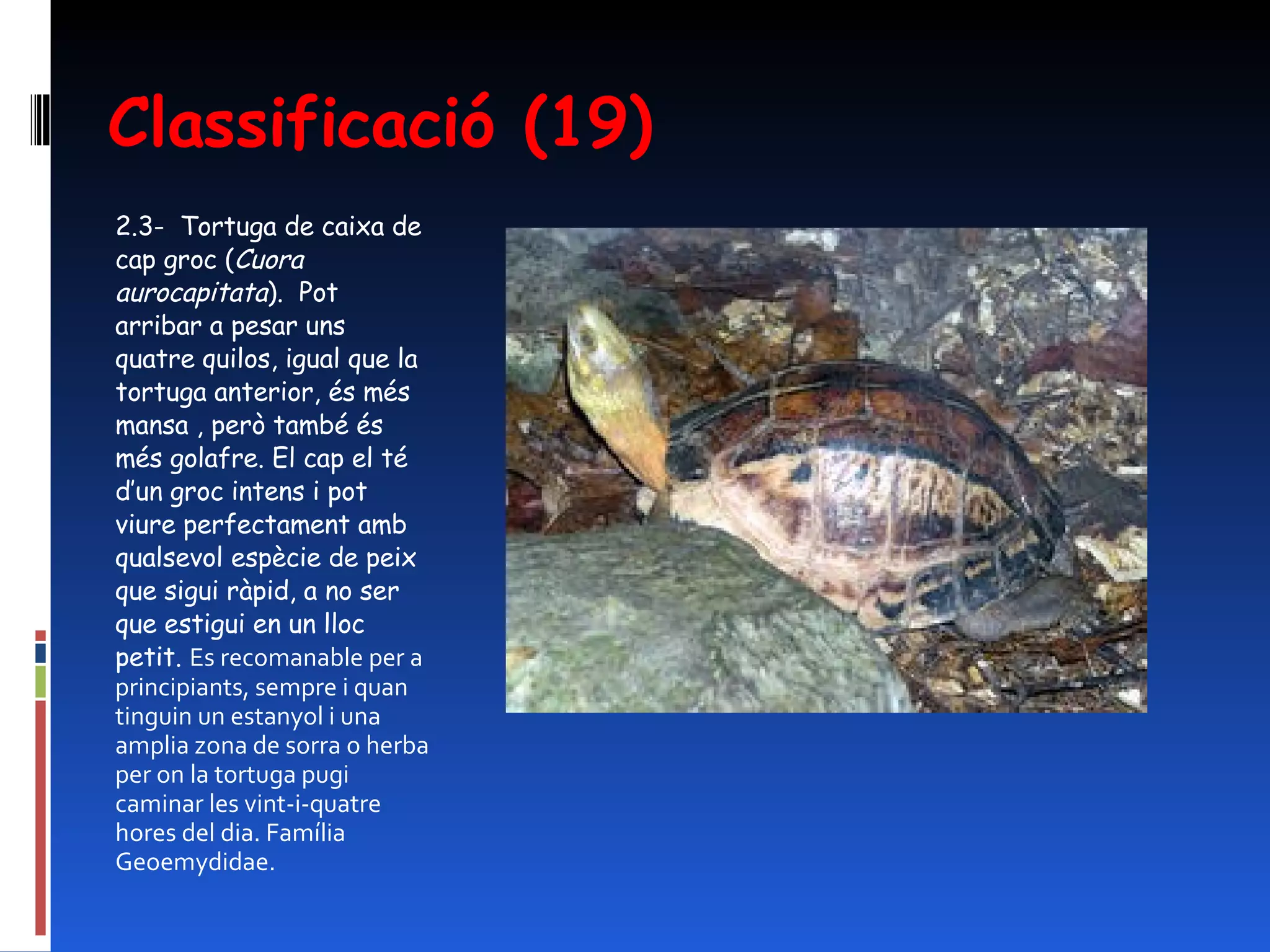 Classificació (19) 2.3-  Tortuga de caixa de cap groc ( Cuora aurocapitata ).  Pot arribar a pesar uns quatre quilos, igual que la tortuga anterior, és més mansa , però també és més golafre. El cap el té d’un groc intens i pot viure perfectament amb qualsevol espècie de peix que sigui ràpid, a no ser que estigui en un lloc petit.  Es recomanable per a principiants, sempre i quan tinguin un estanyol i una amplia zona de sorra o herba per on la tortuga pugi caminar les vint-i-quatre hores del dia. Família Geoemydidae. 