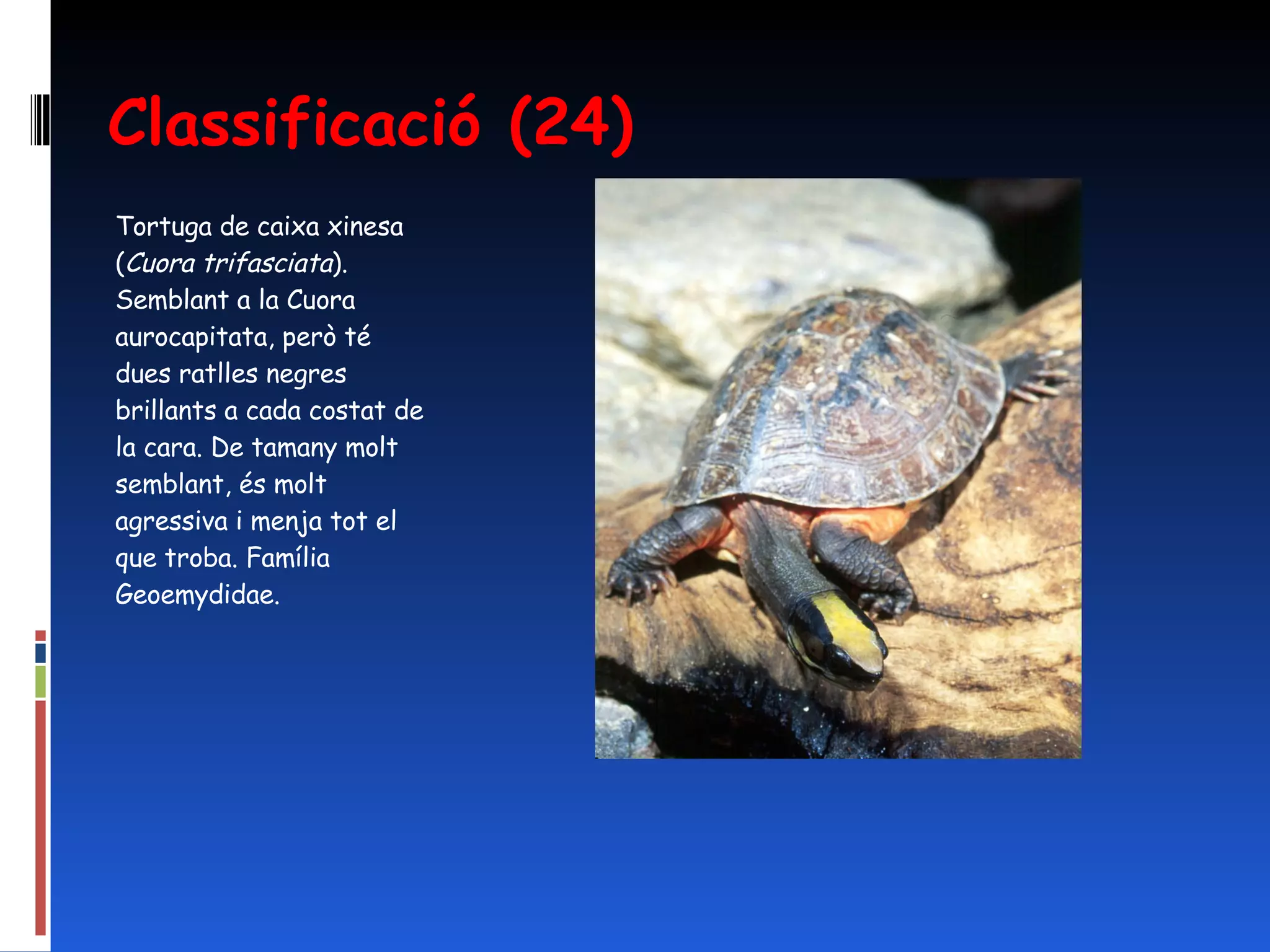 Classificació (24) Tortuga de caixa xinesa ( Cuora trifasciata ). Semblant a la Cuora aurocapitata, però té dues ratlles negres brillants a cada costat de la cara. De tamany molt semblant, és molt agressiva i menja tot el que troba. Família Geoemydidae. 