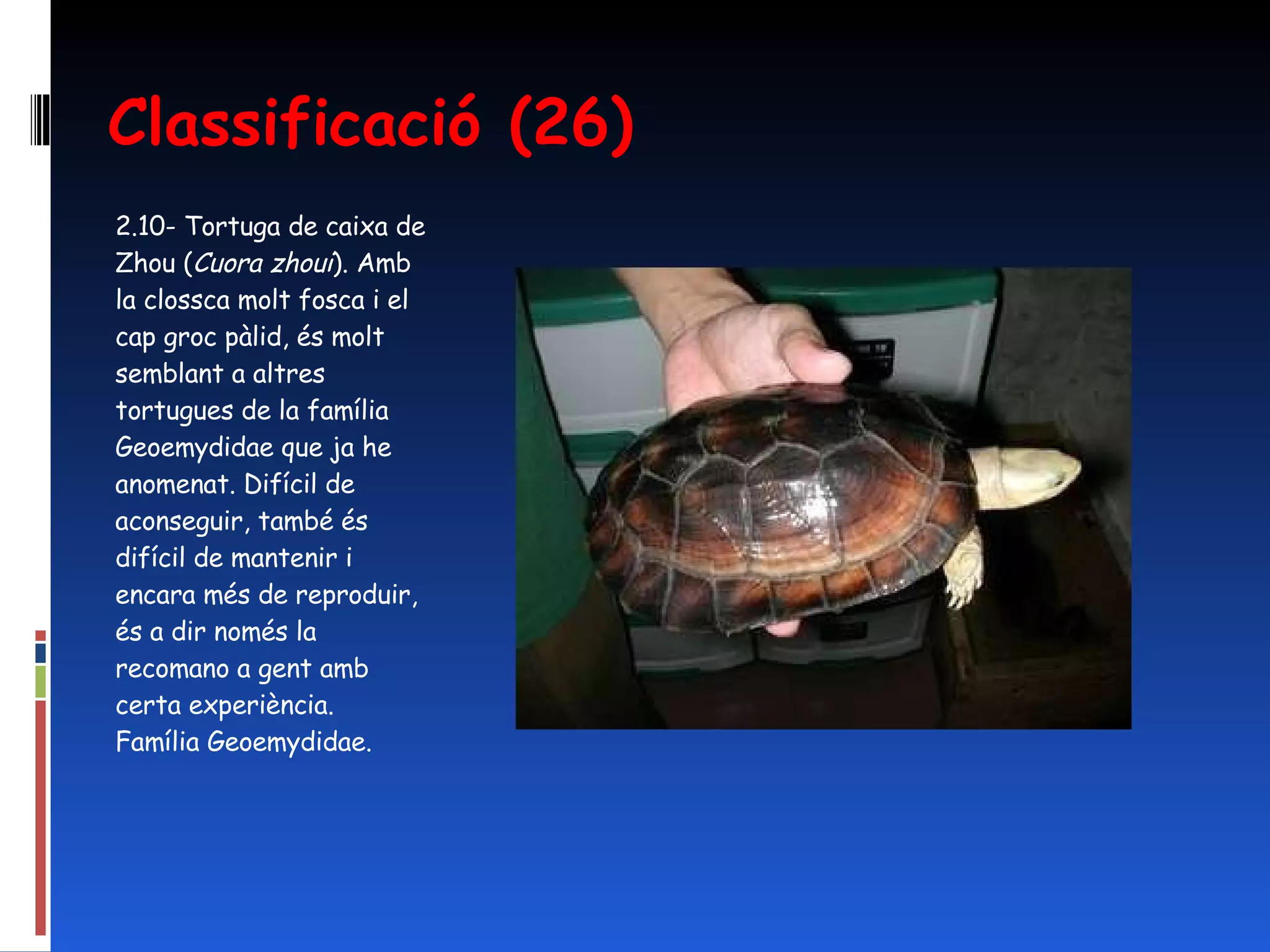 Classificació (26) 2.10- Tortuga de caixa de Zhou ( Cuora zhoui ). Amb la clossca molt fosca i el cap groc pàlid, és molt semblant a altres tortugues de la família Geoemydidae que ja he anomenat. Difícil de aconseguir, també és difícil de mantenir i encara més de reproduir, és a dir només la recomano a gent amb certa experiència.  Família Geoemydidae. 