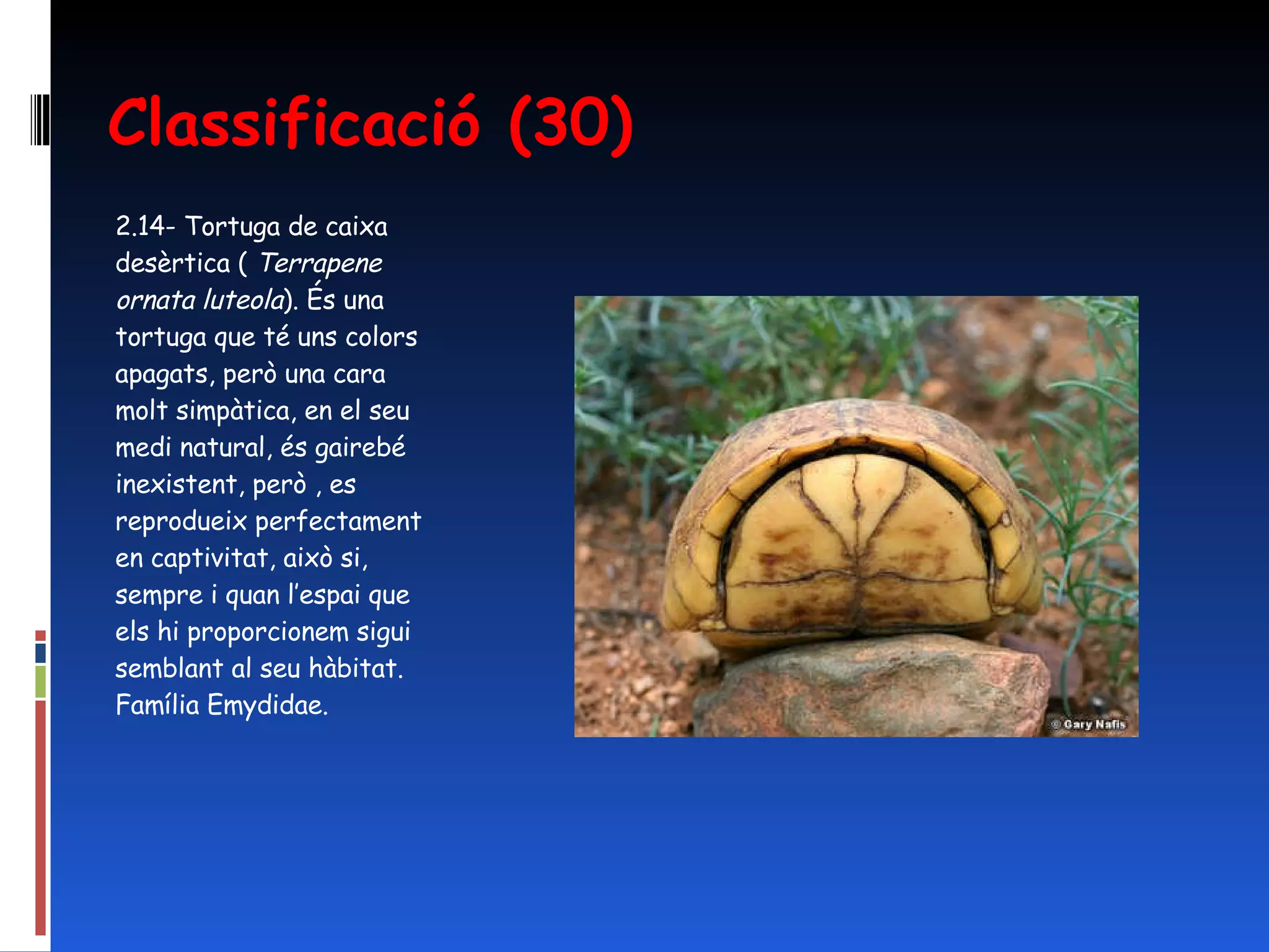 Classificació (30) 2.14- Tortuga de caixa desèrtica (  Terrapene ornata luteola ). És una tortuga que té uns colors apagats, però una cara molt simpàtica, en el seu medi natural, és gairebé inexistent, però , es reprodueix perfectament en captivitat, això si, sempre i quan l’espai que els hi proporcionem sigui semblant al seu hàbitat. Família Emydidae. 