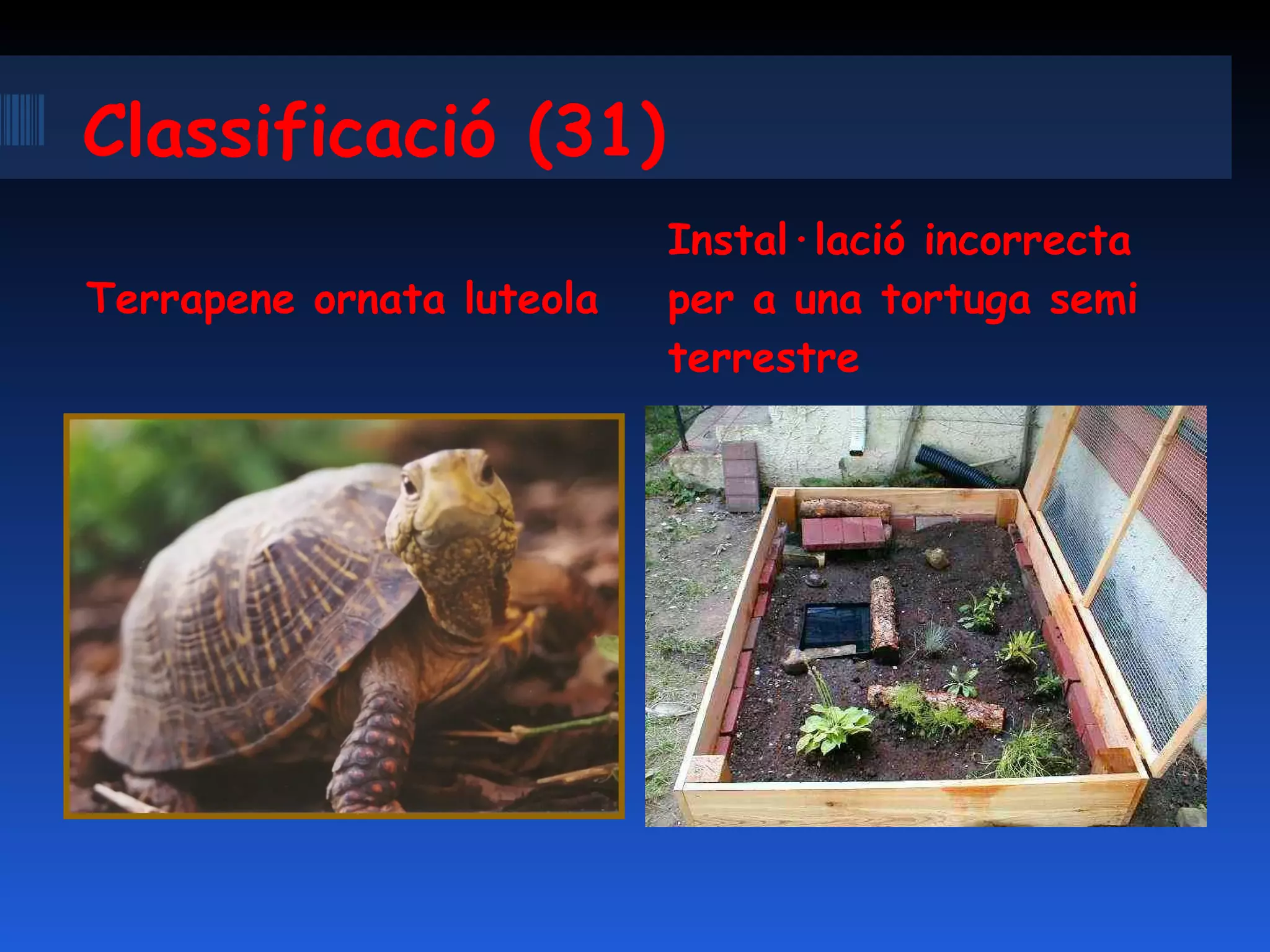 Classificació (31) Terrapene ornata luteola Instal·lació incorrecta per a una tortuga semi terrestre 