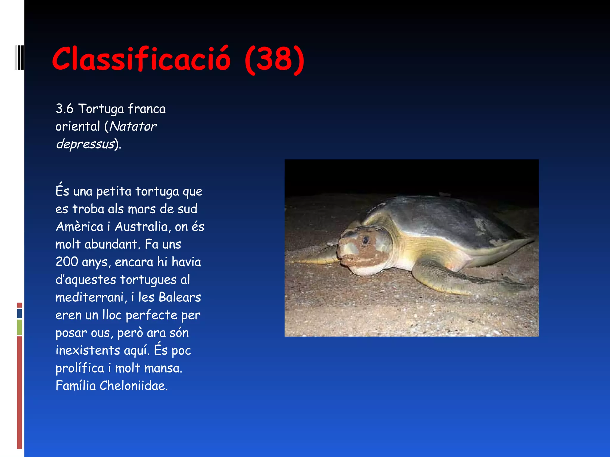 Classificació (38) 3.6 Tortuga franca oriental ( Natator depressus ).  És una petita tortuga que es troba als mars de sud Amèrica i Australia, on és molt abundant. Fa uns 200 anys, encara hi havia d’aquestes tortugues al mediterrani, i les Balears eren un lloc perfecte per posar ous, però ara són inexistents aquí. És poc prolífica i molt mansa. Família Cheloniidae. 