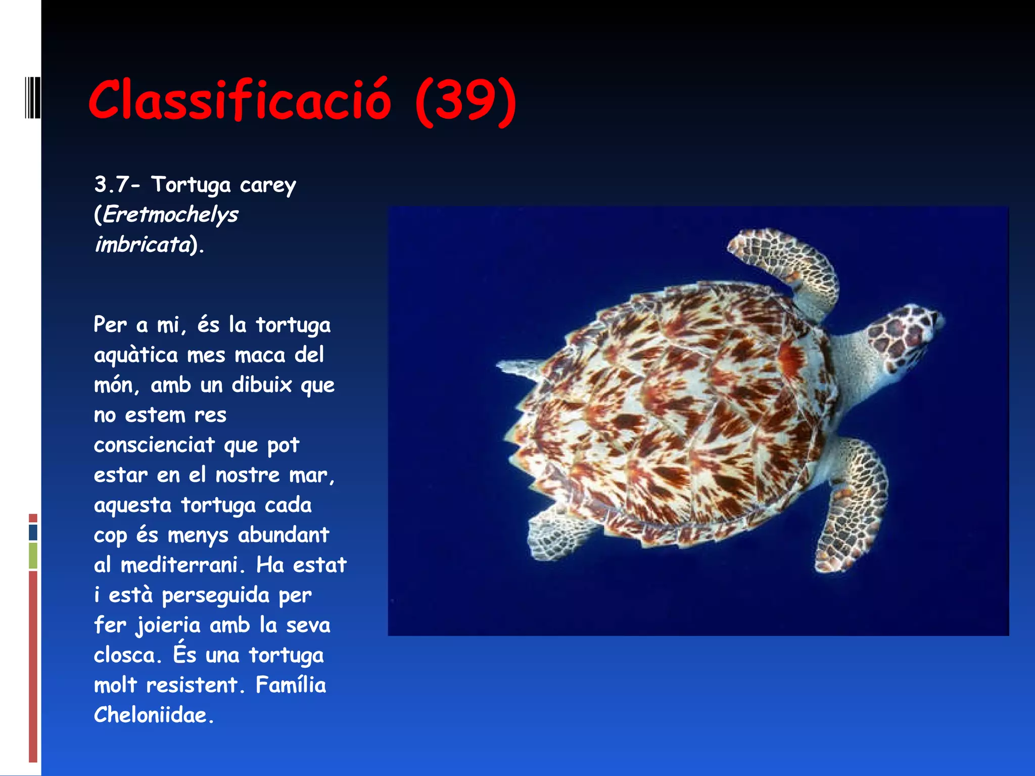 Classificació (39) 3.7- Tortuga carey ( Eretmochelys imbricata ). Per a mi, és la tortuga aquàtica mes maca del món, amb un dibuix que no estem res conscienciat que pot estar en el nostre mar, aquesta tortuga cada cop és menys abundant al mediterrani. Ha estat i està perseguida per fer joieria amb la seva closca. És una tortuga molt resistent. Família Cheloniidae. 