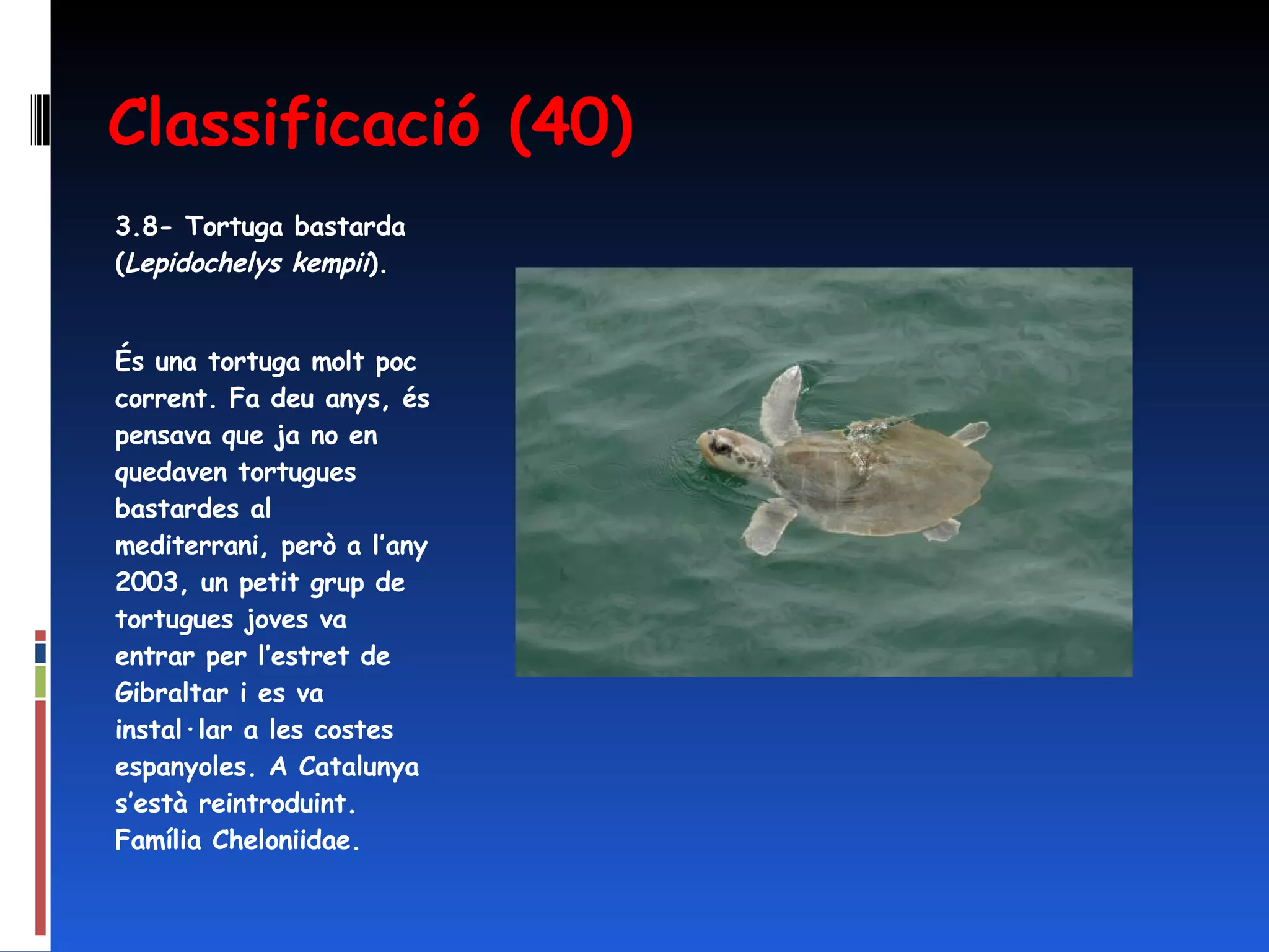Classificació (40) 3.8- Tortuga bastarda ( Lepidochelys kempii ). És una tortuga molt poc corrent. Fa deu anys, és pensava que ja no en quedaven tortugues bastardes al mediterrani, però a l’any 2003, un petit grup de tortugues joves va entrar per l’estret de Gibraltar i es va instal·lar a les costes espanyoles. A Catalunya s’està reintroduint. Família Cheloniidae. 