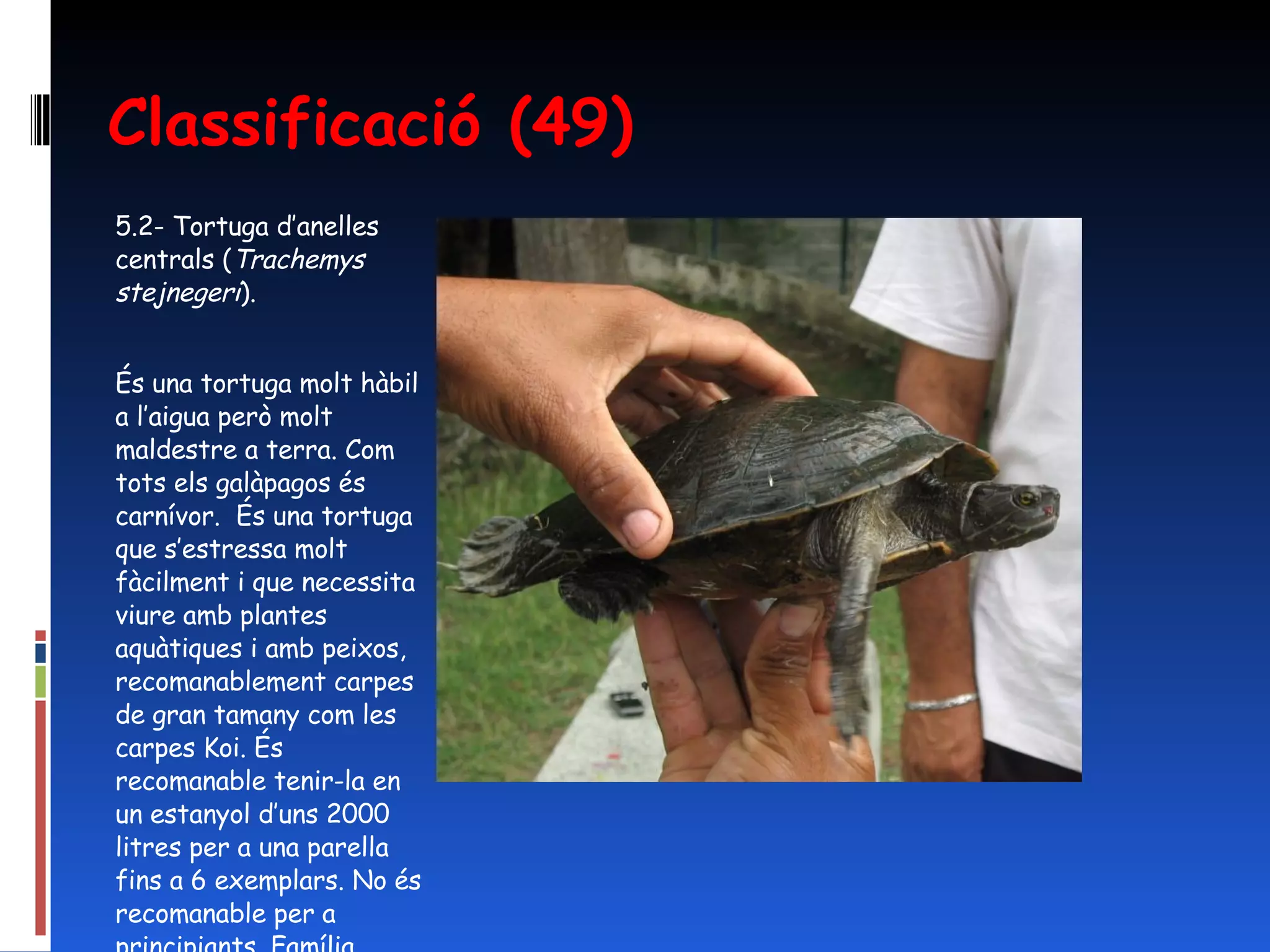 Classificació (49) 5.2- Tortuga d’anelles centrals ( Trachemys stejnegeri ). És una tortuga molt hàbil a l’aigua però molt maldestre a terra. Com tots els galàpagos és carnívor.  És una tortuga que s’estressa molt fàcilment i que necessita viure amb plantes aquàtiques i amb peixos, recomanablement carpes de gran tamany com les carpes Koi. És recomanable tenir-la en un estanyol d’uns 2000 litres per a una parella fins a 6 exemplars. No és recomanable per a principiants. Família Emydidae. 