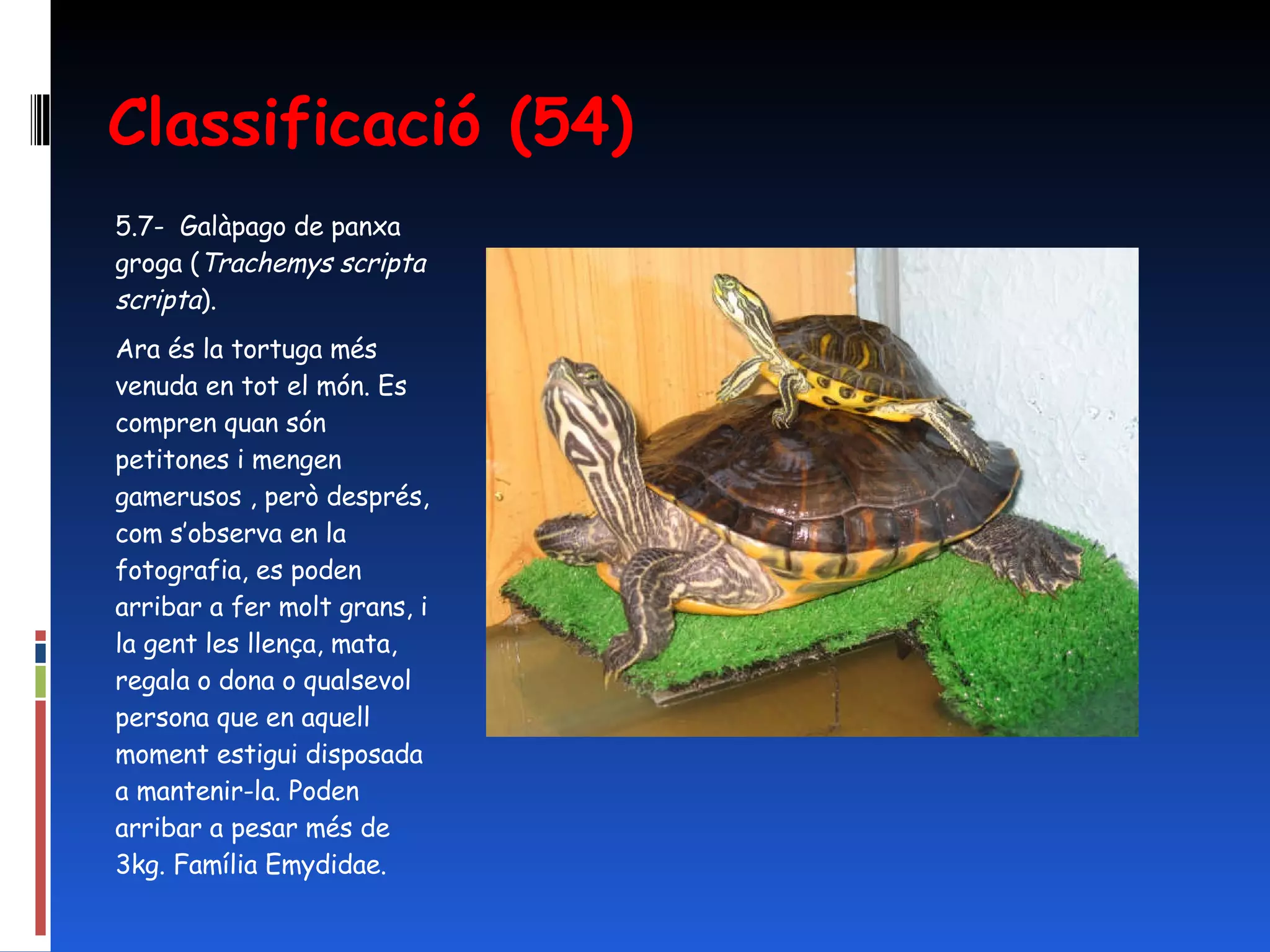 Classificació (54) 5.7-  Galàpago de panxa groga ( Trachemys scripta scripta ).  Ara és la tortuga més venuda en tot el món. Es compren quan són petitones i mengen gamerusos , però després, com s’observa en la fotografia, es poden arribar a fer molt grans, i la gent les llença, mata, regala o dona o qualsevol persona que en aquell moment estigui disposada a mantenir-la. Poden arribar a pesar més de 3kg. Família Emydidae. 