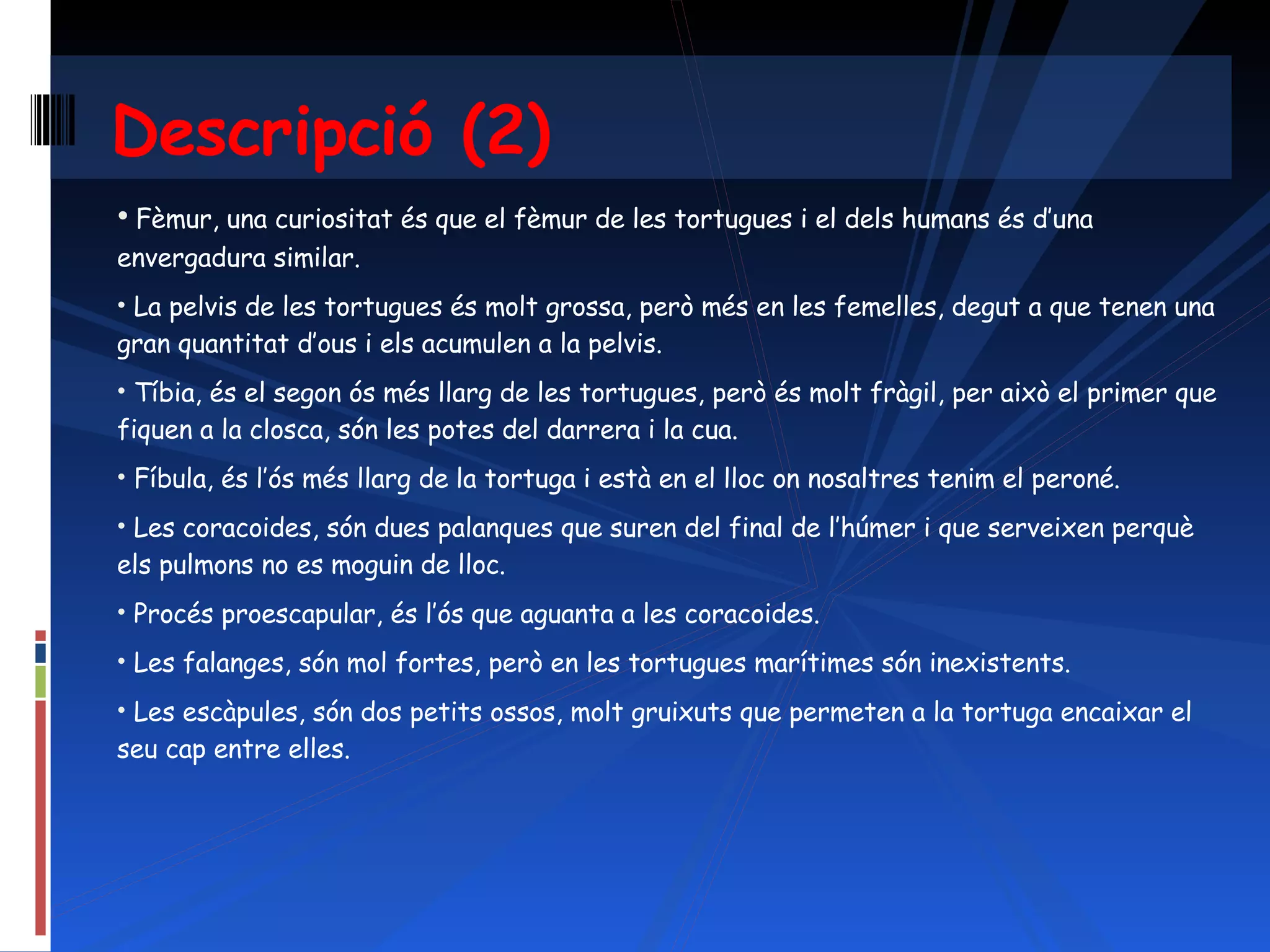 Fèmur, una curiositat és que el fèmur de les tortugues i el dels humans és d’una envergadura similar. La pelvis de les tortugues és molt grossa, però més en les femelles, degut a que tenen una gran quantitat d’ous i els acumulen a la pelvis. Tíbia, és el segon ós més llarg de les tortugues, però és molt fràgil, per això el primer que fiquen a la closca, són les potes del darrera i la cua. Fíbula, és l’ós més llarg de la tortuga i està en el lloc on nosaltres tenim el peroné. Les coracoides, són dues palanques que suren del final de l’húmer i que serveixen perquè els pulmons no es moguin de lloc. Procés proescapular, és l’ós que aguanta a les coracoides. Les falanges, són mol fortes, però en les tortugues marítimes són inexistents. Les escàpules, són dos petits ossos, molt gruixuts que permeten a la tortuga encaixar el seu cap entre elles. Descripció (2) 