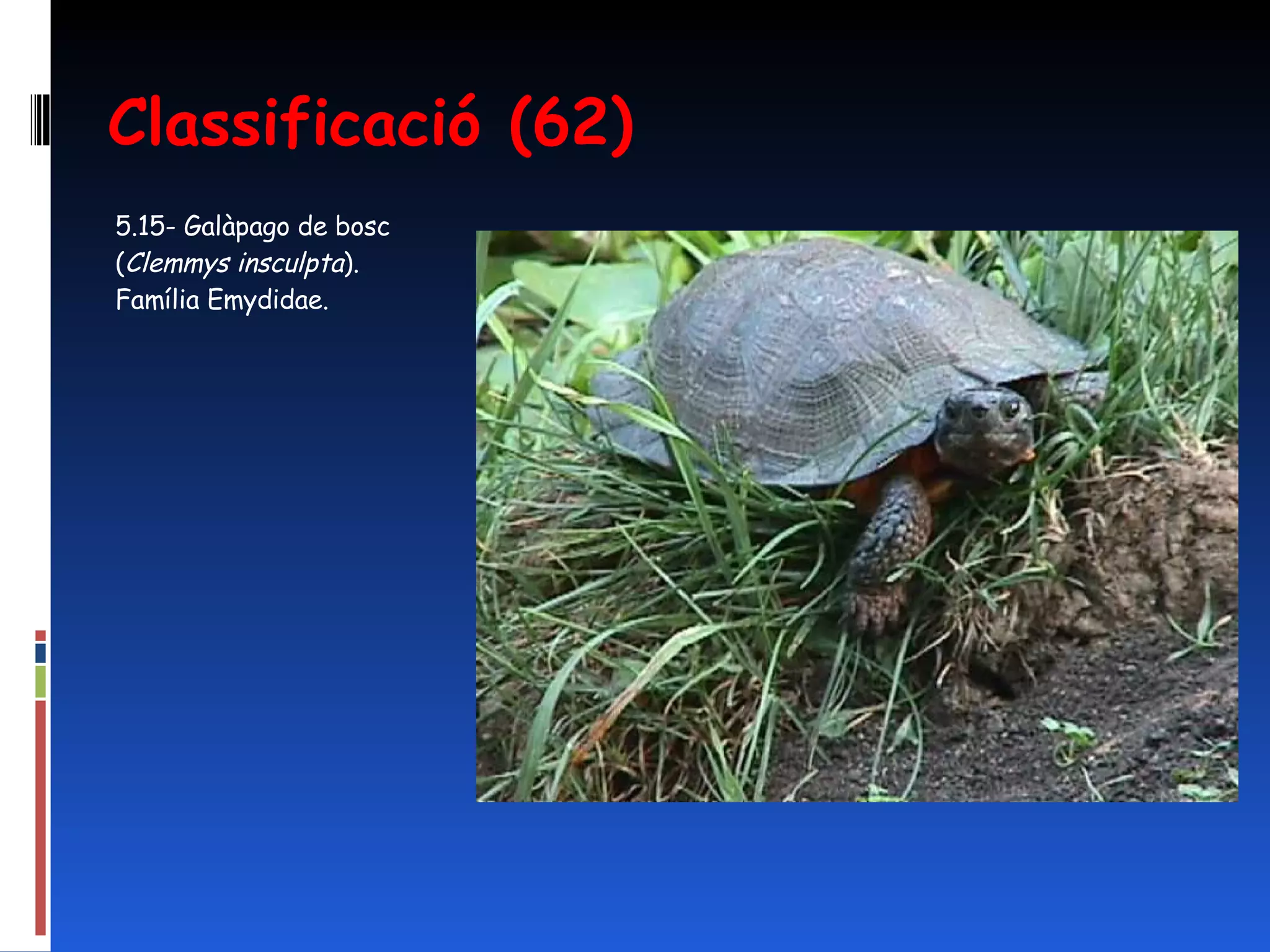 Classificació (62) 5.15- Galàpago de bosc ( Clemmys insculpta ).  Família Emydidae.  