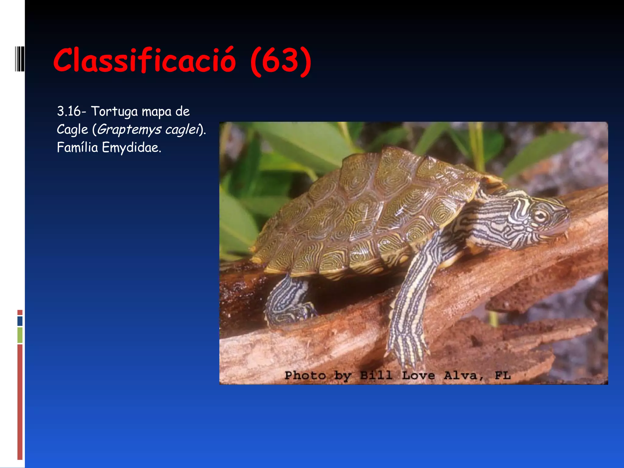 Classificació (63) 3.16- Tortuga mapa de Cagle ( Graptemys caglei ).   Família Emydidae.  