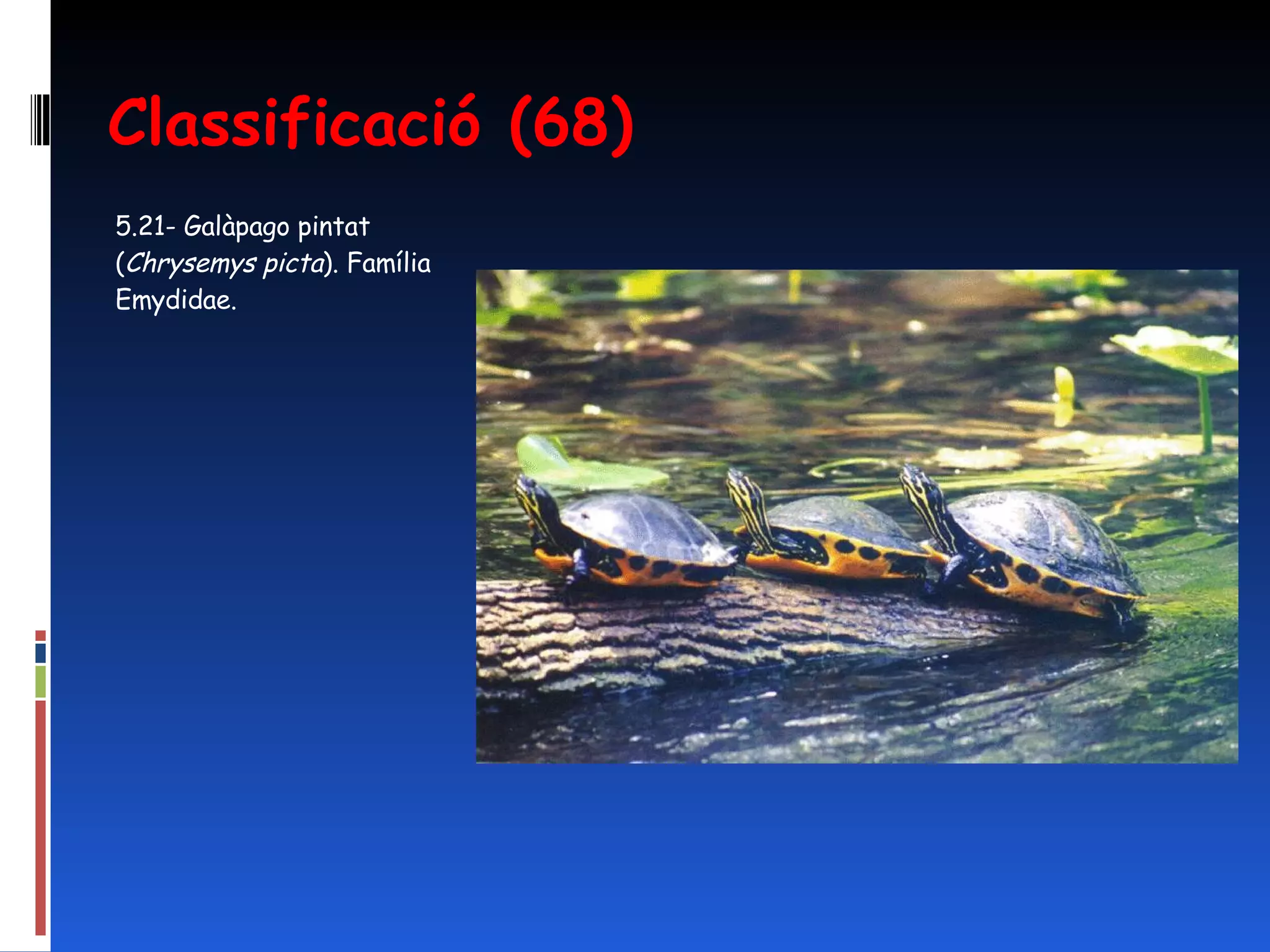 Classificació (68) 5.21- Galàpago pintat ( Chrysemys picta ).  Família Emydidae.  