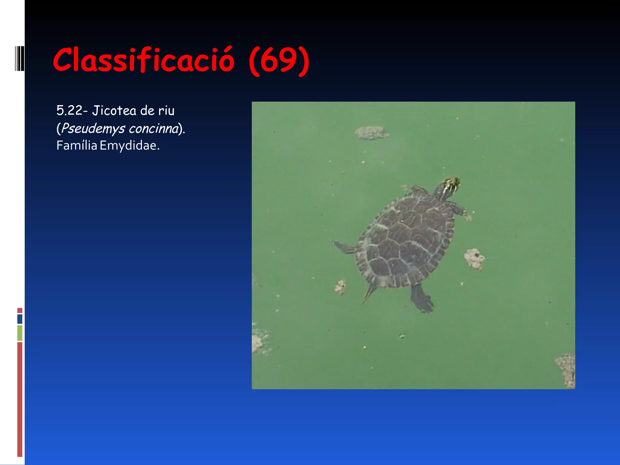 Classificació (69) 5.22- Jicotea de riu ( Pseudemys concinna ).  Família Emydidae.  