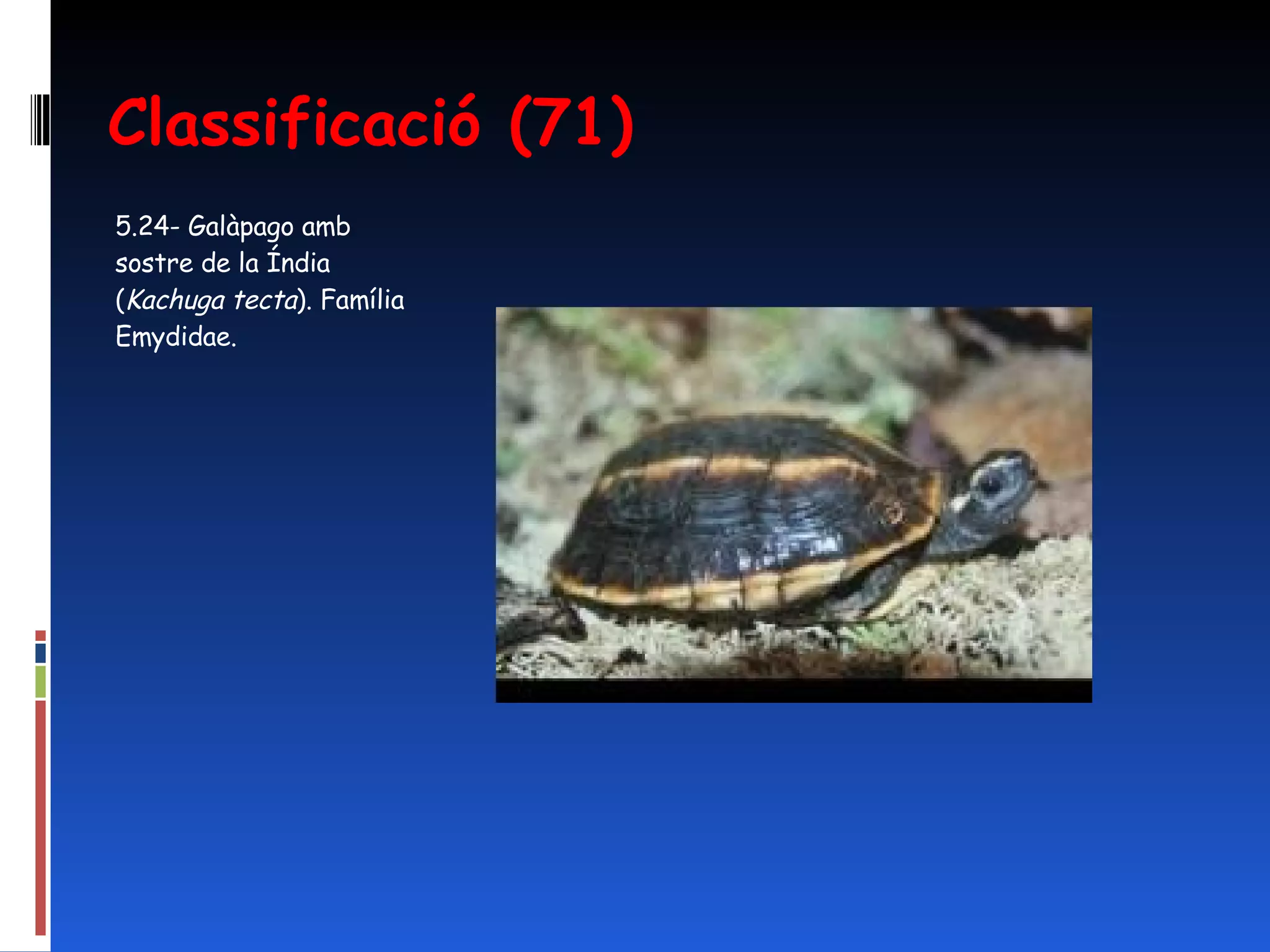 Classificació (71) 5.24- Galàpago amb sostre de la Índia ( Kachuga tecta ).  Família Emydidae.  