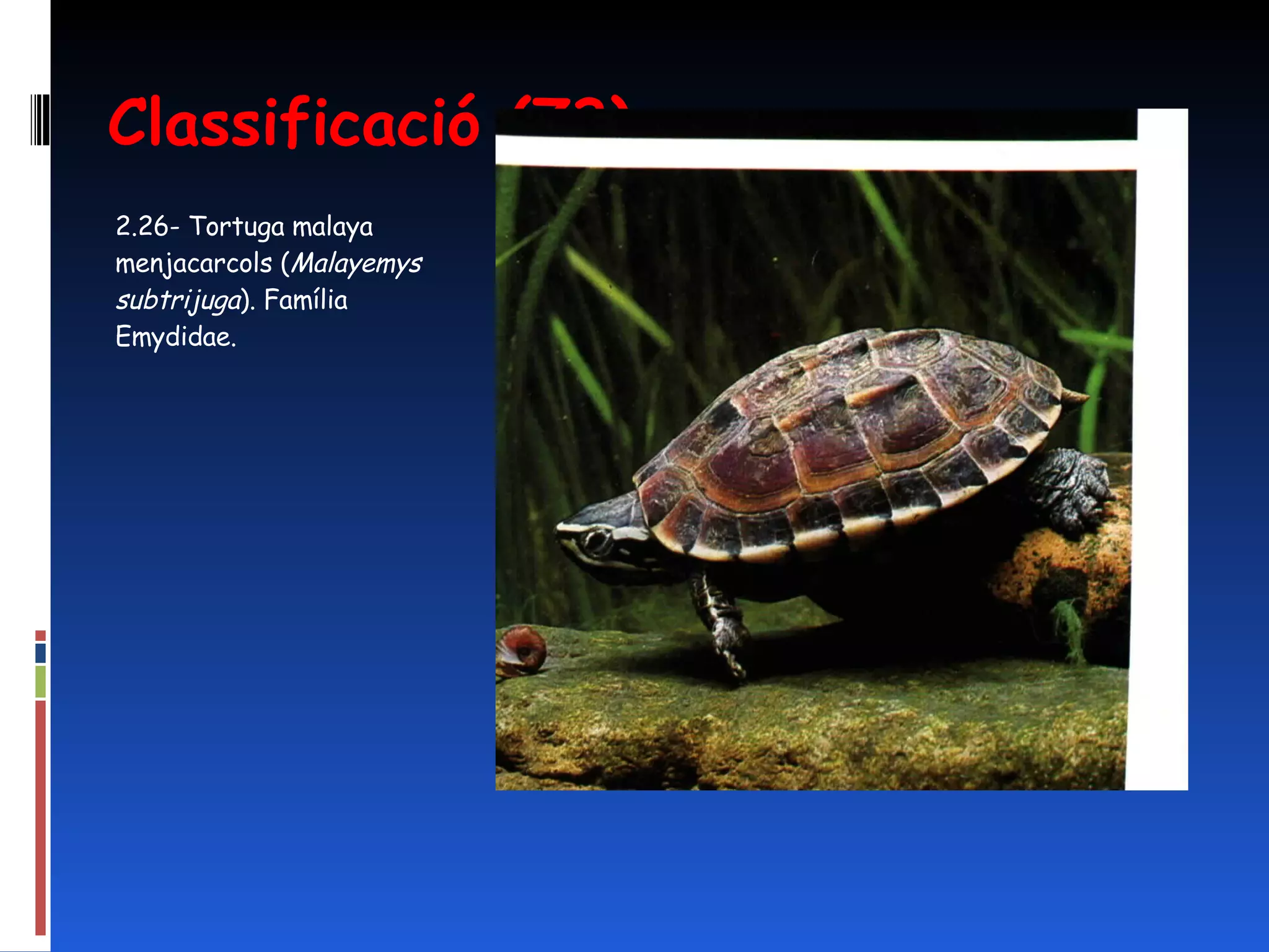 Classificació (73) 2.26- Tortuga malaya menjacarcols ( Malayemys subtrijuga ).  Família Emydidae.  