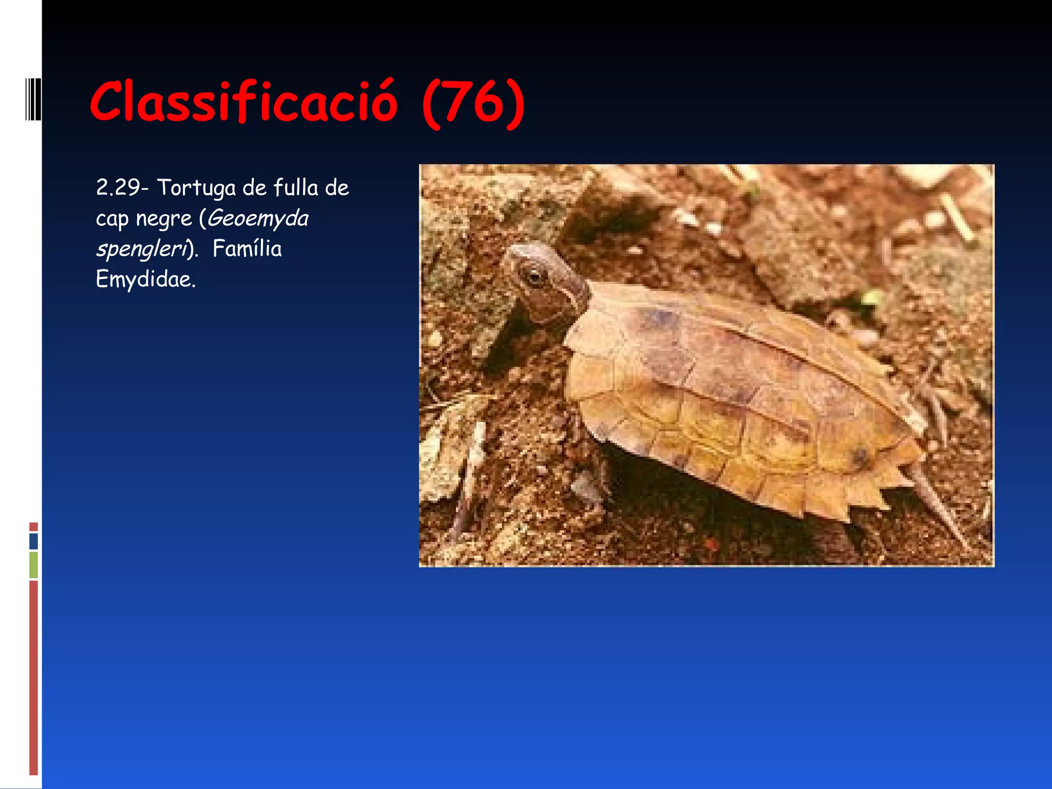Classificació (76) 2.29- Tortuga de fulla de cap negre ( Geoemyda spengleri ).   Família Emydidae.  