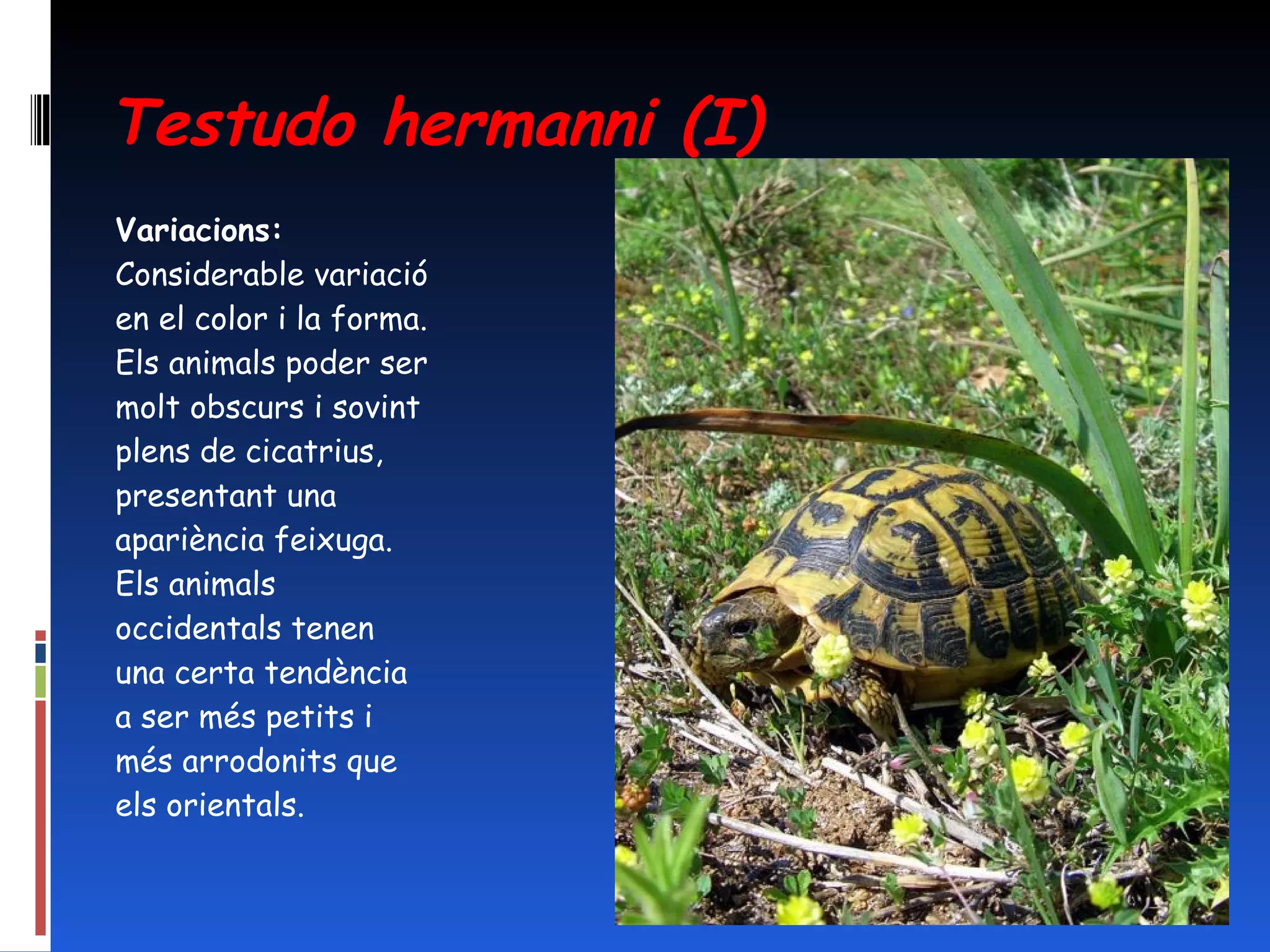 Testudo hermanni (I) Variacions:  Considerable variació en el color i la forma. Els animals poder ser molt obscurs i sovint plens de cicatrius, presentant una apariència feixuga. Els animals occidentals tenen una certa tendència a ser més petits i més arrodonits que els orientals. 