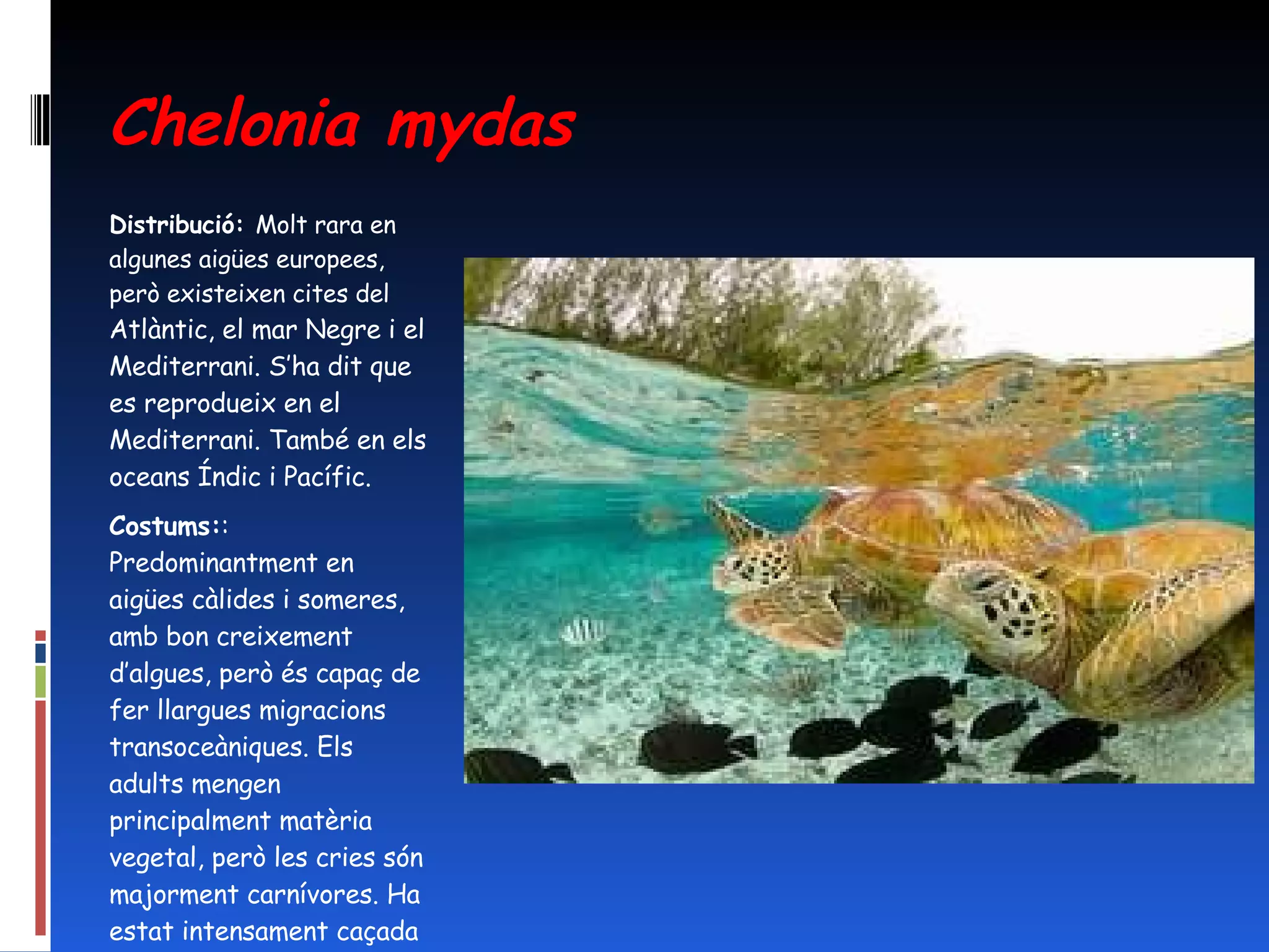 Chelonia mydas Distribució:  Molt rara en algunes aigües europees, però existeixen cites del  Atlàntic, el mar Negre i el Mediterrani. S’ha dit que es reprodueix en el Mediterrani. També en els oceans Índic i Pacífic. Costums: : Predominantment en aigües càlides i someres, amb bon creixement d’algues, però és capaç de fer llargues migracions transoceàniques. Els adults mengen principalment matèria vegetal, però les cries són majorment carnívores. Ha estat intensament caçada com a aliment. 