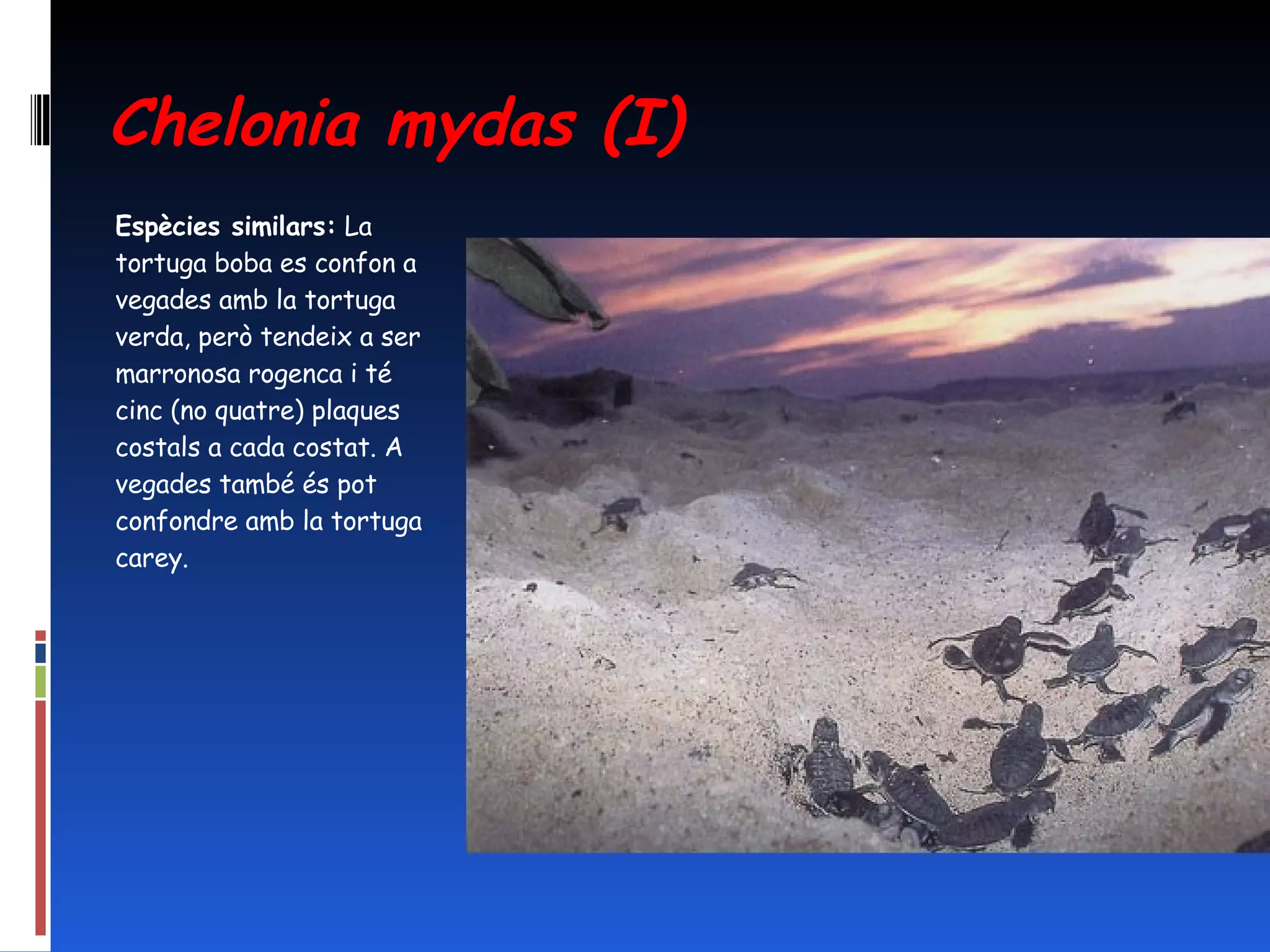 Chelonia mydas (I) Espècies similars:  La tortuga boba es confon a vegades amb la tortuga verda, però tendeix a ser marronosa rogenca i té cinc (no quatre) plaques costals a cada costat. A vegades també és pot confondre amb la tortuga carey.  