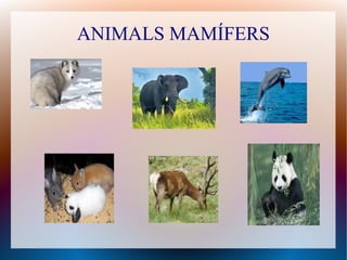 ANIMALS MAMÍFERS
 