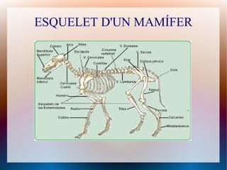 ESQUELET D'UN MAMÍFER
 