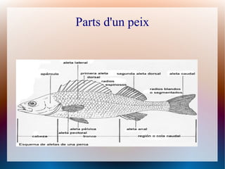 Parts d'un peix
 