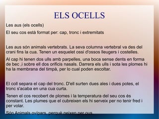 ELS OCELLS
Les aus (els ocells)
El seu cos està format per: cap, tronc i extremitats
Les aus són animals vertebrats. La seva columna vertebral va des del
crani fins la cua. Tenen un esquelet ossi d'ossos lleugers i costelles.
Al cap hi tenen dos ulls amb parpelles, una boca sense dents en forma
de bec ,i sobre ell dos orificis nasals. Darrera els ulls i sota les plomes hi
ha la membrana del timpà, per lo cual poden escoltar.
El coll separa el cap del tronc. D'ell surten dues ales i dues potes, el
tronc s'acaba en una cua curta.
Tenen el cos recobert de plomes i la temperatura del seu cos és
constant. Les plumes que el cubreixen els hi serveix per no tenir fred i
per volar.
Són Animals ovípars, perquè neixen per ous.
 