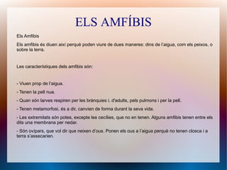 ELS AMFÍBIS
Els Amfibis
Els amfibis és diuen així perquè poden viure de dues maneres: dins de l’aigua, com els peixos, o
sobre la terra.
Les característiques dels amfibis són:
- Viuen prop de l’aigua.
- Tenen la pell nua.
- Quan són larves respiren per les brànquies i, d'adults, pels pulmons i per la pell.
- Tenen metamorfosi, és a dir, canvien de forma durant la seva vida.
- Les extremitats són potes, excepte les cecílies, que no en tenen. Alguns amfibis tenen entre els
dits una membrana per nedar.
- Són ovípars, que vol dir que neixen d’ous. Ponen els ous a l’aigua perquè no tenen closca i a
terra s’assecarien.
 