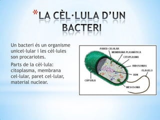 *

Un bacteri és un organisme
unicel·lular i les cèl·lules
son procariotes.
Parts de la cèl·lula:
citoplasma, membrana
cel·lular, paret cel·lular,
material nuclear.
 