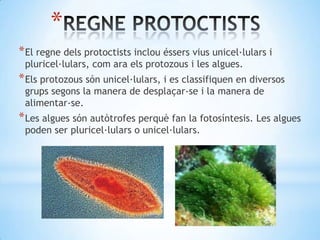 *
* El regne dels protoctists inclou éssers vius unicel·lulars i
 pluricel·lulars, com ara els protozous i les algues.
* Els protozous són unicel·lulars, i es classifiquen en diversos
 grups segons la manera de desplaçar-se i la manera de
 alimentar-se.
* Les algues són autòtrofes perquè fan la fotosíntesis. Les algues
 poden ser pluricel·lulars o unicel·lulars.
 