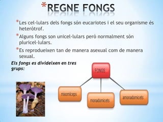 *
  * Les cel·lulars dels fongs són eucariotes i el seu organisme és
   heteròtrof.
  * Alguns fongs son unicel·lulars però normalment són
   pluricel·lulars.
  * Es reprodueixen tan de manera asexual com de manera
   sexual.
Els fongs es divideixen en tres
grups:
 