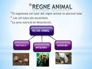 *
* El organisme cel·lular del regne animal es pluricel·lular
* Les cèl·lules són eucariotes.
* La seva nutrició és Heteròtrofs.
 