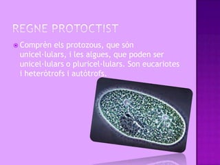  Comprèn  els protozous, que són
 unicel·lulars, i les algues, que poden ser
 unicel·lulars o pluricel·lulars. Son eucariotes
 i heteròtrofs i autòtrofs.
 