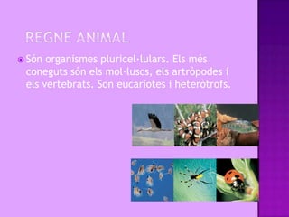 Són organismes pluricel·lulars. Els més
 coneguts són els mol·luscs, els artròpodes i
 els vertebrats. Son eucariotes i heteròtrofs.
 