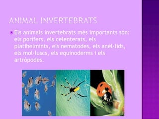  Els animals invertebrats més importants són:
  els porífers, els celenterats, els
  platihelmints, els nematodes, els anèl·lids,
  els mol·luscs, els equinoderms i els
  artròpodes.
 