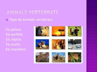  Tipos   de Animals vertebrats:

Els peixos
Els amfibis
Els rèptils
Els ocells
Els mamífers
 