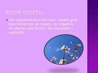  Són organismes pluricel·lulars. Aquest grup
 està format per les molses, les falgueres i
 les plantes amb llavors. Són eucariotes i
 Autòtrofs.
 