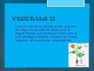 VEGETALS II
   La qual cosa els ha permés poder viure fora
    de l'aigua sense perill de dessecació. El
    Regne Plantes, que també es coneix amb el
    nom de Regne Vegetal, compren les molses,
    falgueres, gimnospermes i angiospermes.
 