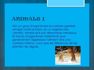 ANIMALS I
Són un grup d'organismes eucariotes gairebé
sempre multicel·lulars. En un registre més
científic, també se'ls pot denominar metazous.
Es tracta d'organismes heteròtrofs que
generalment digereixen l'aliment dins una
cambra interna, cosa que els diferencia de les
plantes i les algues.
 