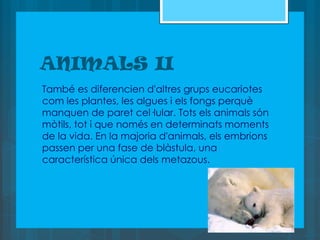ANIMALS II
També es diferencien d'altres grups eucariotes
com les plantes, les algues i els fongs perquè
manquen de paret cel·lular. Tots els animals són
mòtils, tot i que només en determinats moments
de la vida. En la majoria d'animals, els embrions
passen per una fase de blàstula, una
característica única dels metazous.
 