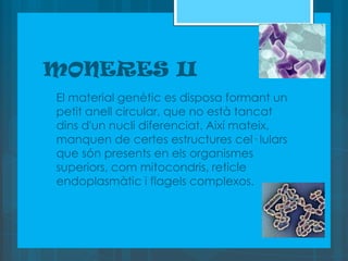 MONERES II
 Elmaterial genètic es disposa formant un
  petit anell circular, que no està tancat
  dins d'un nucli diferenciat. Així mateix,
  manquen de certes estructures cel· lulars
  que són presents en els organismes
  superiors, com mitocondris, reticle
  endoplasmàtic i flagels complexos.
 