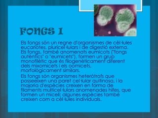 FONGS I
Els fongs són un regne d'organismes de cèl·lules
eucariotes, pluricel·lulars i de digestió externa.
Els fongs, també anomenats eumicots ("fongs
autèntics" o "eumicets"), formen un grup
monofilètic que és filogenèticament diferent
dels mixomicets i els oomicets,
morfològicament similars.
Els fongs són organismes heteròtrofs que
posseeixen una paret cel·lular quitinosa, i la
majoria d'espècies creixen en forma de
filaments multicel·lulars anomenades hifes, que
formen un miceli; algunes espècies també
creixen com a cèl·lules individuals.
 