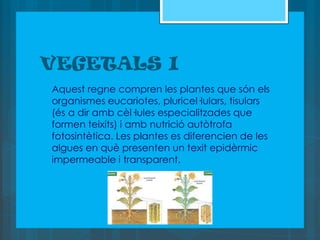 VEGETALS I
   Aquest regne compren les plantes que són els
    organismes eucariotes, pluricel·lulars, tisulars
    (és a dir amb cèl·lules especialitzades que
    formen teixits) i amb nutrició autòtrofa
    fotosintètica. Les plantes es diferencien de les
    algues en què presenten un texit epidèrmic
    impermeable i transparent.
 