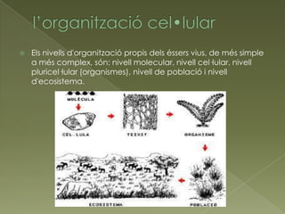    Els nivells d'organització propis dels éssers vius, de més simple
    a més complex, són: nivell molecular, nivell cel·lular, nivell
    pluricel·lular (organismes), nivell de població i nivell
    d'ecosistema.
 