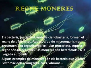 REGNE MONERES


Els bacteris, juntament amb els cianobacteris, formen el
regne dels Moneres. Aquest grup de microorganismes
presenten una organització cel·lular procariota. Aquest
regne són unicel·lulars. Els moneres són heteròtrofs i a la
 vegada autòtrofs.
Alguns exemples de moneres són els bacteris que viuen a
l'estómac dels remugants, cocs, vibrions...
 