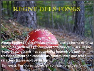 REGNE DELS FONGS



Alguns fongs són unicel·lular, amb cèl·lules de forma esfèrica
 o omoide, però més generalment són pluricel·lulars. Regne
 integrat per organismes eucariòtics heteròtrofs que
tradicionalment són considerats plantes, però que tenen
característiques molt particulars.
Els llevats, floridures i bolets en són exemples dels fongs.
 