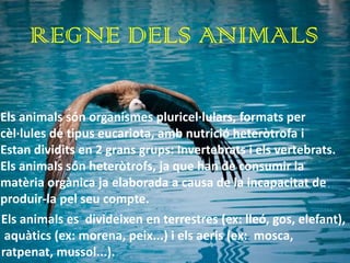REGNE DELS ANIMALS

Els animals són organismes pluricel·lulars, formats per
cèl·lules de tipus eucariota, amb nutrició heteròtrofa i
Estan dividits en 2 grans grups: Invertebrats i els vertebrats.
Els animals són heteròtrofs, ja que han de consumir la
matèria orgànica ja elaborada a causa de la incapacitat de
produir-la pel seu compte.
Els animals es divideixen en terrestres (ex: lleó, gos, elefant),
 aquàtics (ex: morena, peix...) i els aeris (ex: mosca,
ratpenat, mussol...).
 